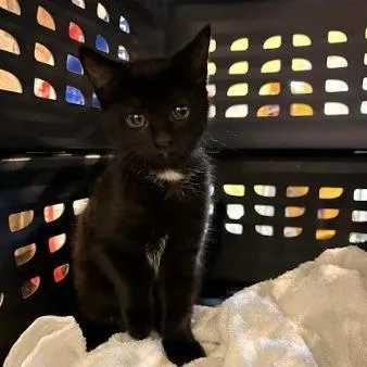 A baby small-sized female Black Domestic Short Hair cat named Princess Anne for adoption in Lynchburg, VA