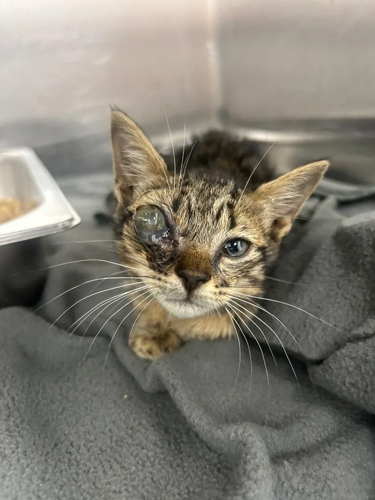 A baby medium-sized female Domestic Short Hair cat named Flower for adoption in Hartsville, SC