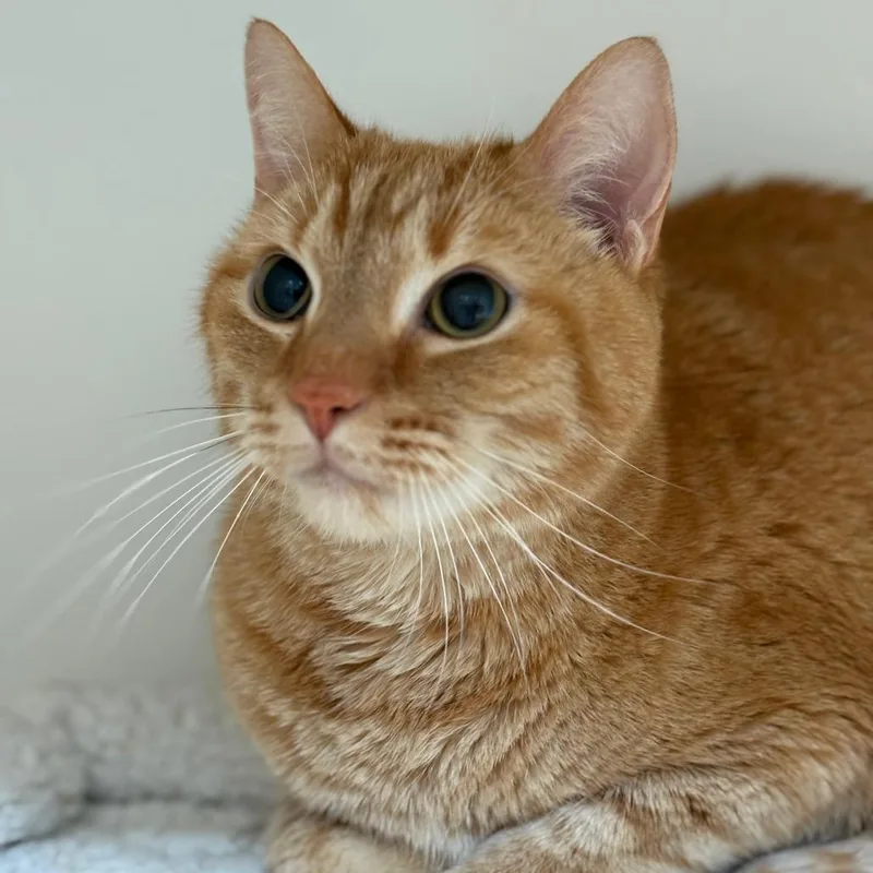 A senior large-sized male Domestic Short Hair cat named Lightning for adoption in Cumming, GA