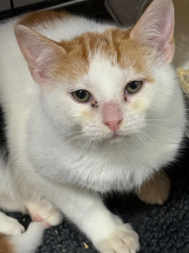 A baby small-sized female Domestic Short Hair cat named Dahlia for adoption in Saint Francisville, LA