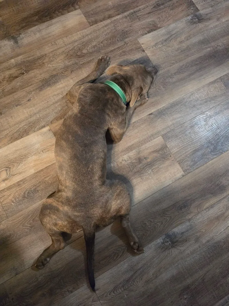 Bindi