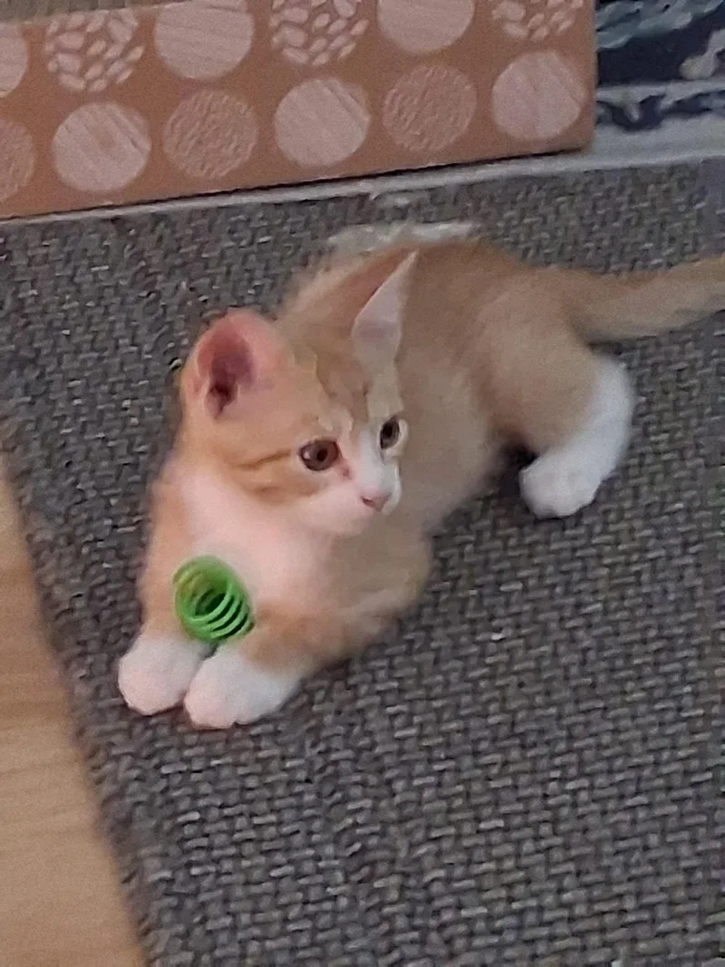 A baby medium-sized female Orange & White Domestic Short Hair cat named Becca for adoption in Oviedo, FL