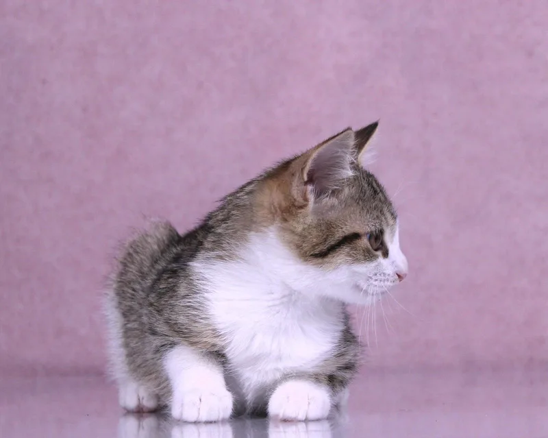A baby medium-sized female Tabby (Gray / Blue / Silver) Domestic Short Hair cat named Toast for adoption in Tuscaloosa, AL