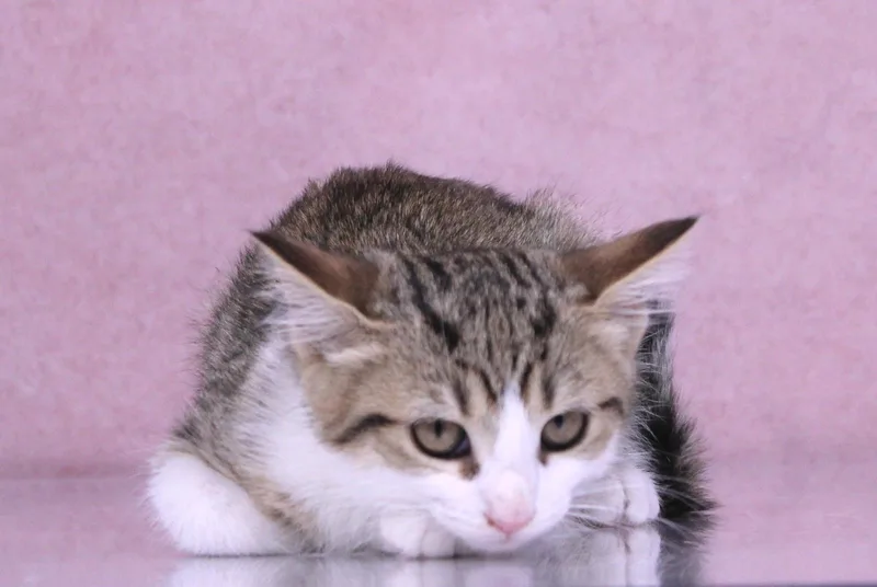 Toast thumbnail 6