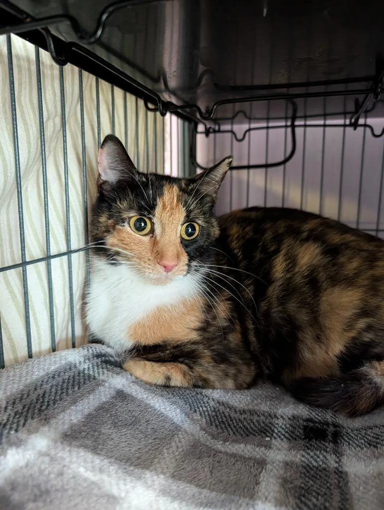 A young medium-sized female Calico cat named Madrona for adoption in Shelton, WA