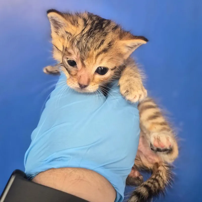 A baby small-sized female Brown / Chocolate Domestic Short Hair cat named Peanut for adoption in Wahiawa, HI