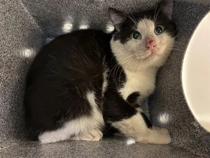 An adult small-sized male Domestic Short Hair cat named Eighteen for adoption in Gainesville, FL