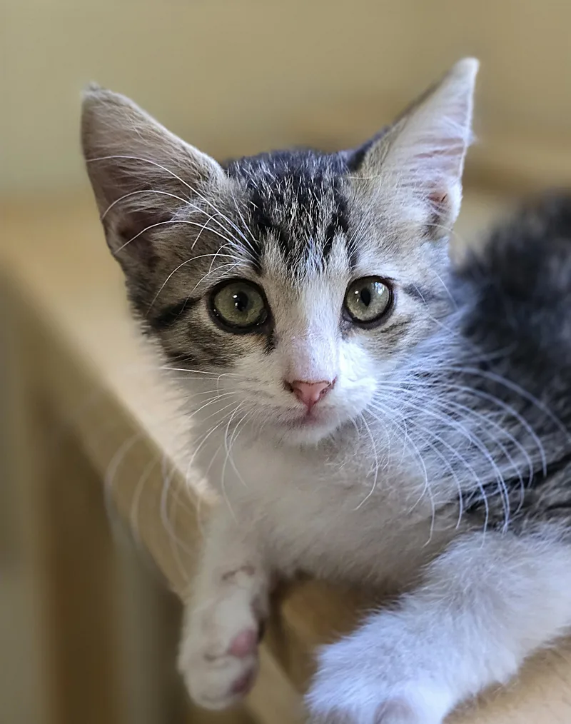 A baby medium-sized female Tabby (Brown / Chocolate) Domestic Short Hair cat named Cindy for adoption in Wilmington, NC