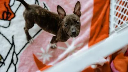 A baby small-sized male Mixed Breed dog named Jace for adoption in West Chester, PA