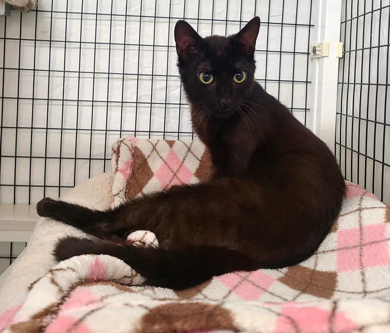 A young medium-sized male Black Domestic Short Hair cat named Risk for adoption in Kirkland, WA