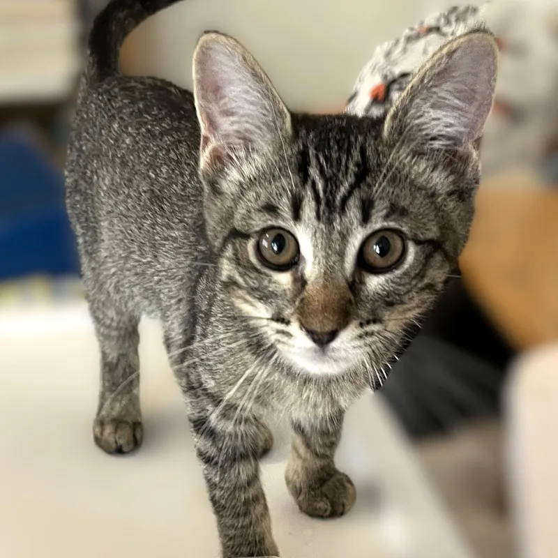 A baby medium-sized female Tabby (Gray / Blue / Silver) Domestic Short Hair cat named Harper for adoption in Shingletown, CA