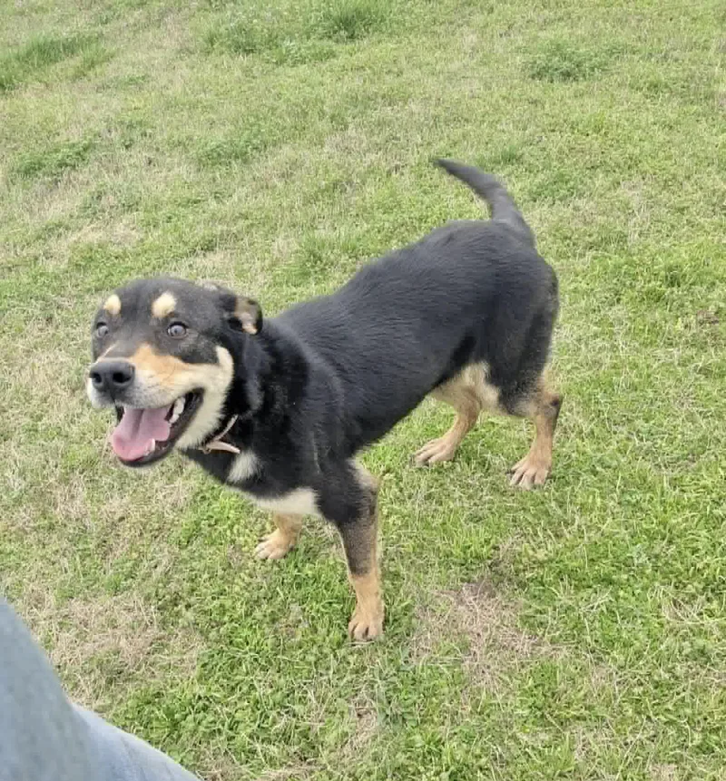 An adult medium-sized female Hound dog named Gabby for adoption in Manchester, CT