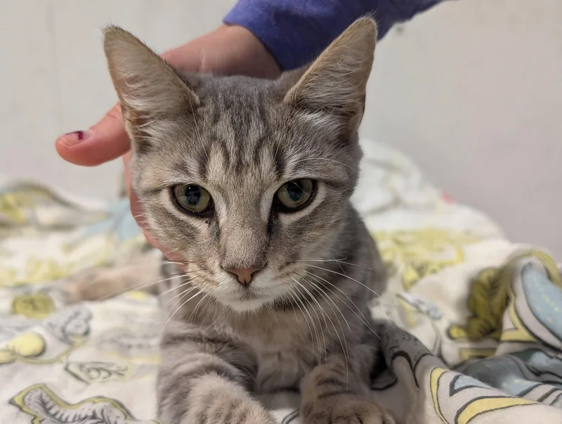 A young medium-sized male Tabby (Gray / Blue / Silver) Tabby cat named Sterling for adoption in Pittsboro, NC