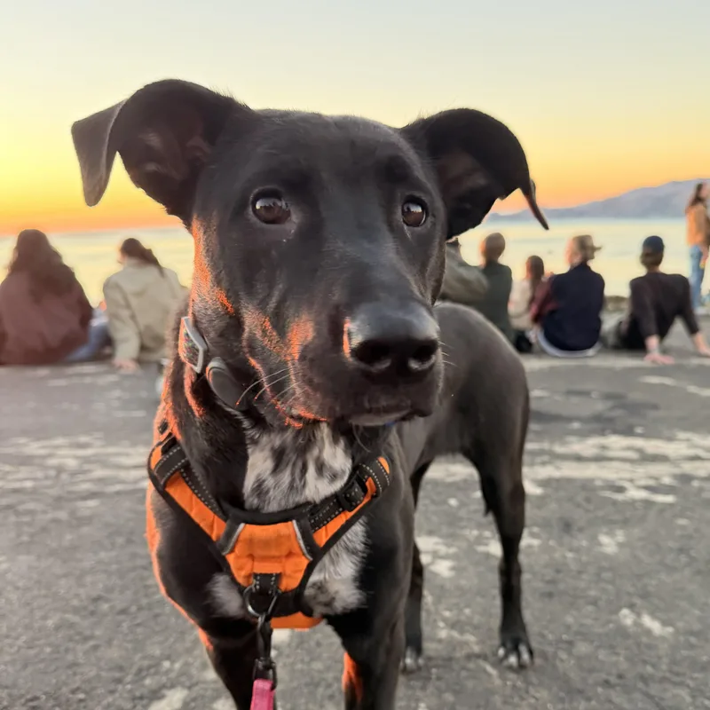A young medium-sized female American Staffordshire Terrier dog named Sammy for adoption in Fremont, CA