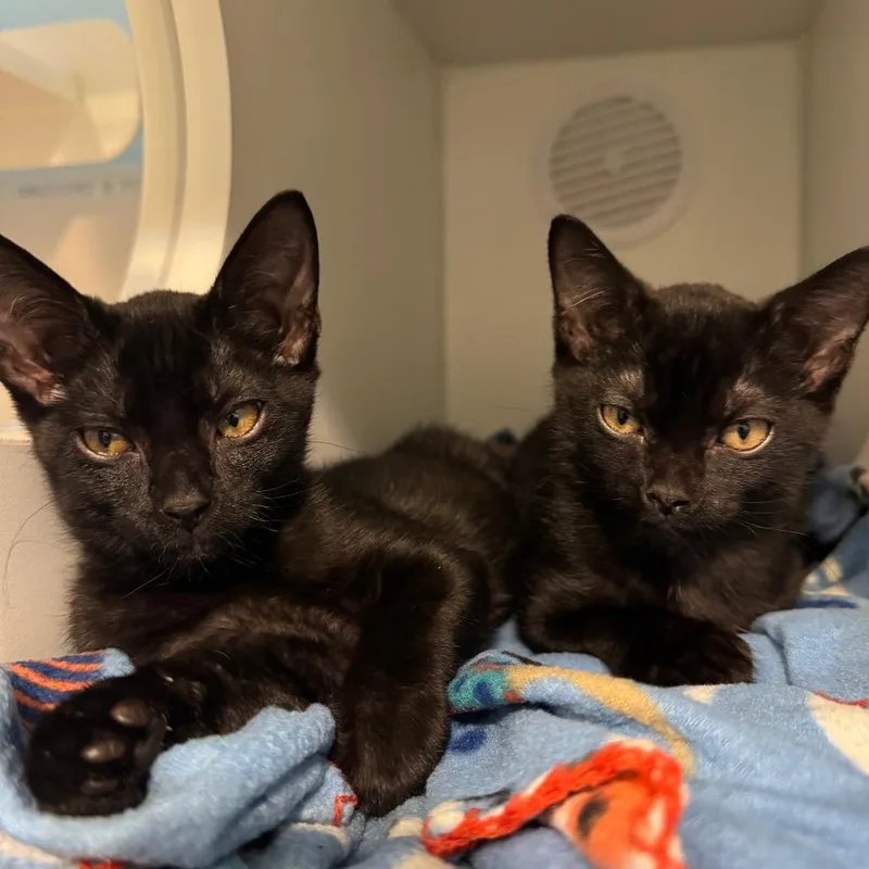 A baby small-sized female Black Domestic Short Hair cat named Melanie for adoption in Seminole, FL