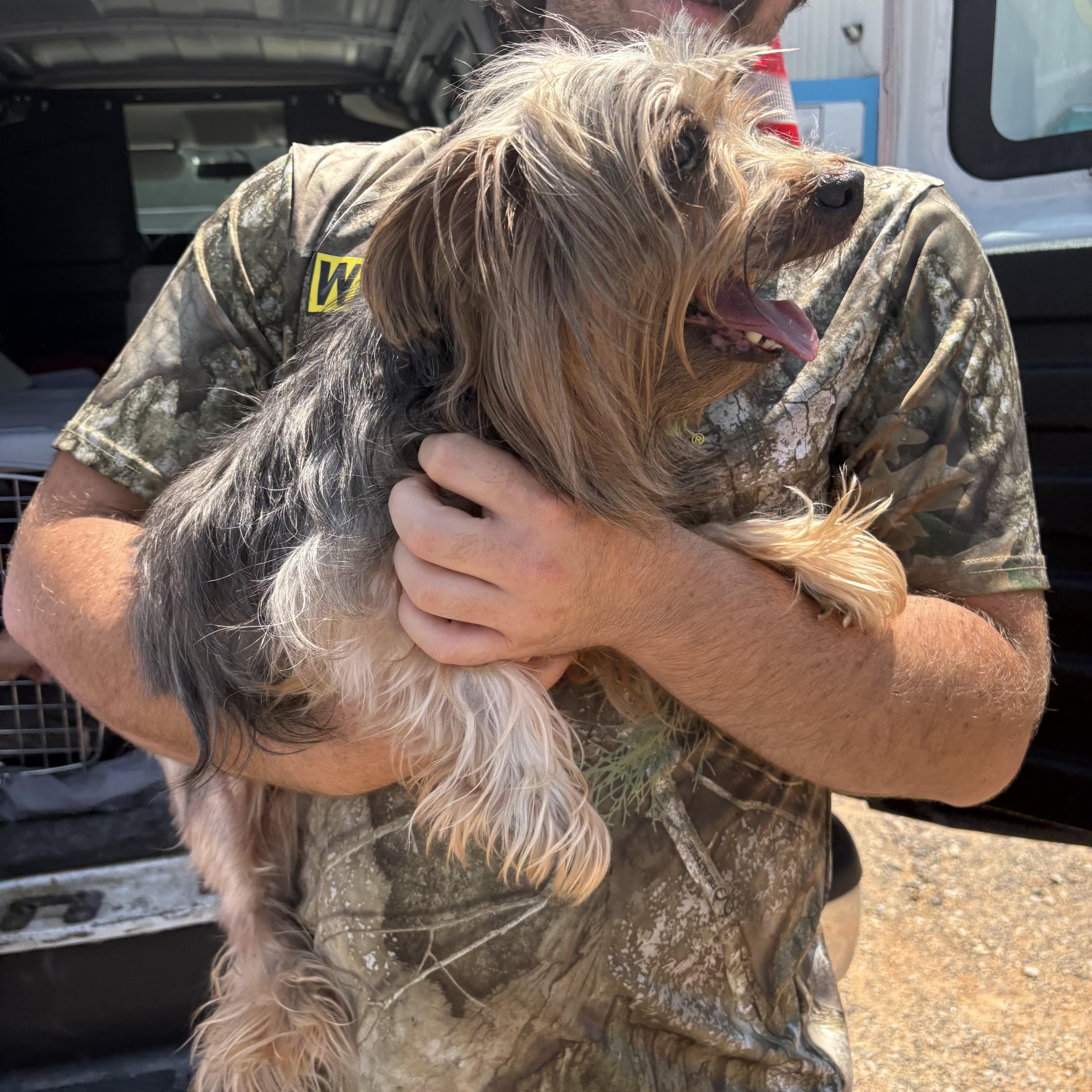 A senior small-sized male Black Yorkshire Terrier dog named Miguel for adoption in Columbia, SC