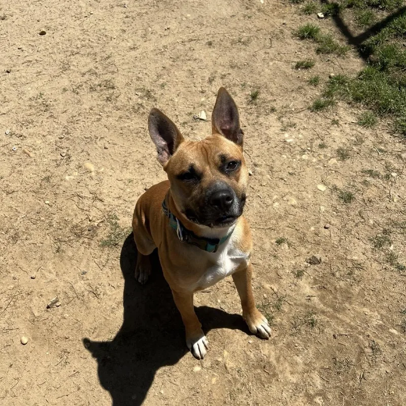 An adult medium-sized male Brown / Chocolate Mixed Breed dog named Java for adoption in Binghamton, NY