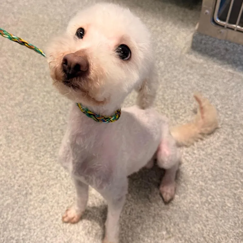 An adult small-sized male White / Cream Mixed Breed dog named Good Boy for adoption in Hinsdale, IL