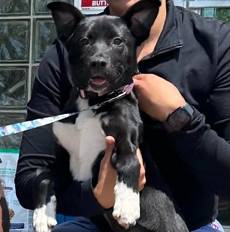 A baby small-sized female Labrador Retriever dog named Millie for adoption in Newnan, GA