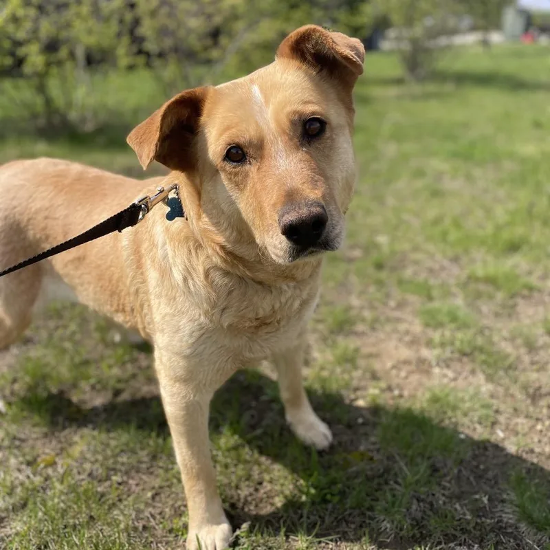 An adult large-sized female Yellow / Tan / Blond / Fawn Golden Retriever dog named Bailey for adoption in West Des Moines, IA