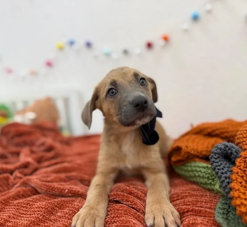 A baby medium-sized male Brown / Chocolate Labrador Retriever dog named Cleric Dnd for adoption in Friendswood, TX