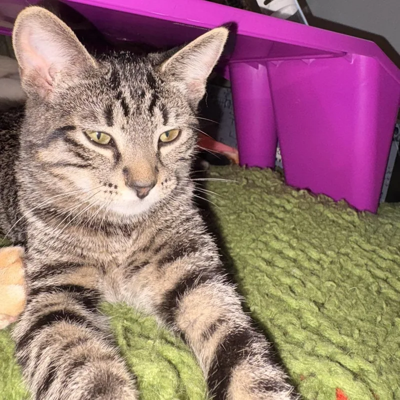 A baby small-sized female Brown / Chocolate Domestic Short Hair cat named Maurice for adoption in Rochester, MN