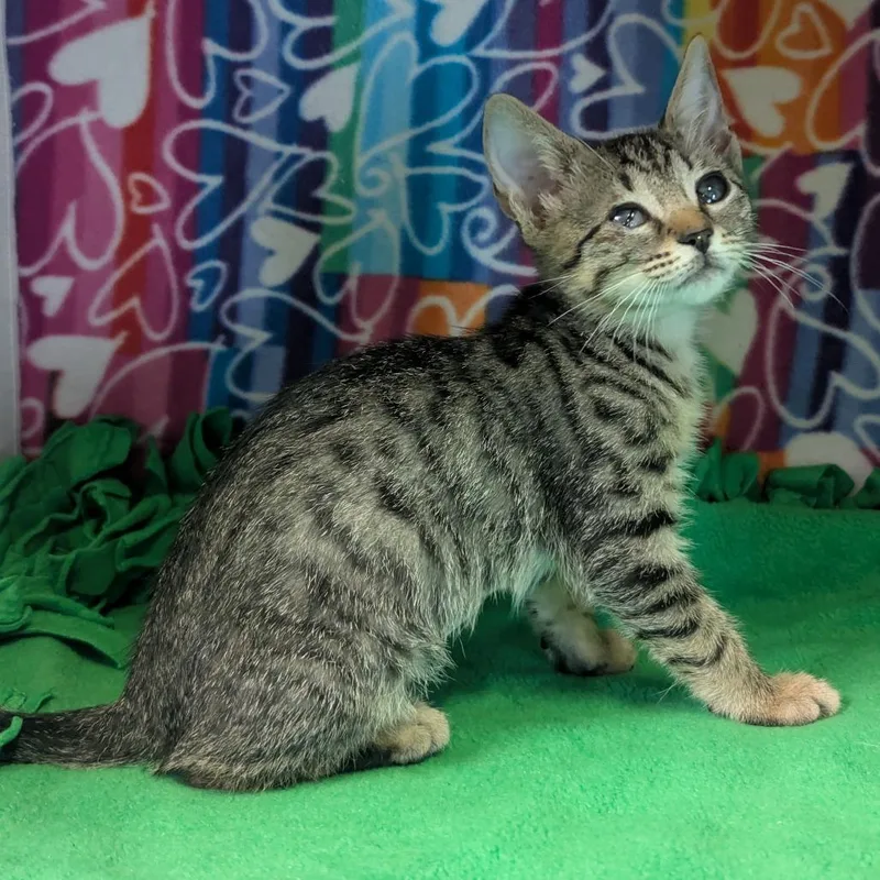 A baby small-sized female Brown / Chocolate Domestic Short Hair cat named Mozzarella for adoption in Naples, FL