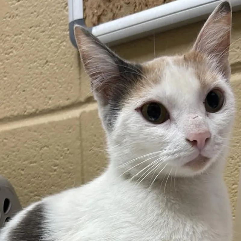 A young medium-sized female Dilute Calico cat named Rose for adoption in Fort Payne, AL