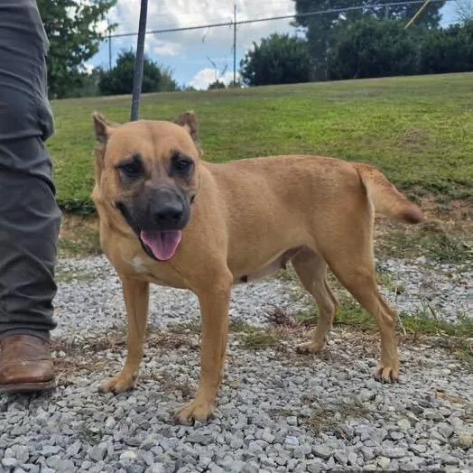 An adult medium-sized female Yellow / Tan / Blond / Fawn Mountain Cur dog named Halsey for adoption in West Point, MS