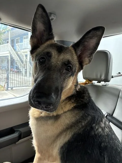 An adult large-sized female German Shepherd Dog dog named Priya for adoption in Stockton, CA