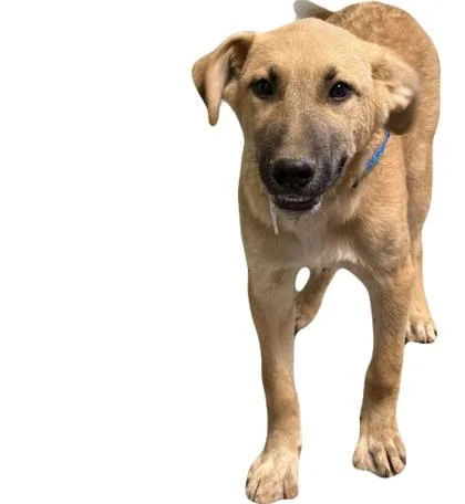 A baby large-sized male Anatolian Shepherd dog named Haymitch for adoption in Red Bluff, CA