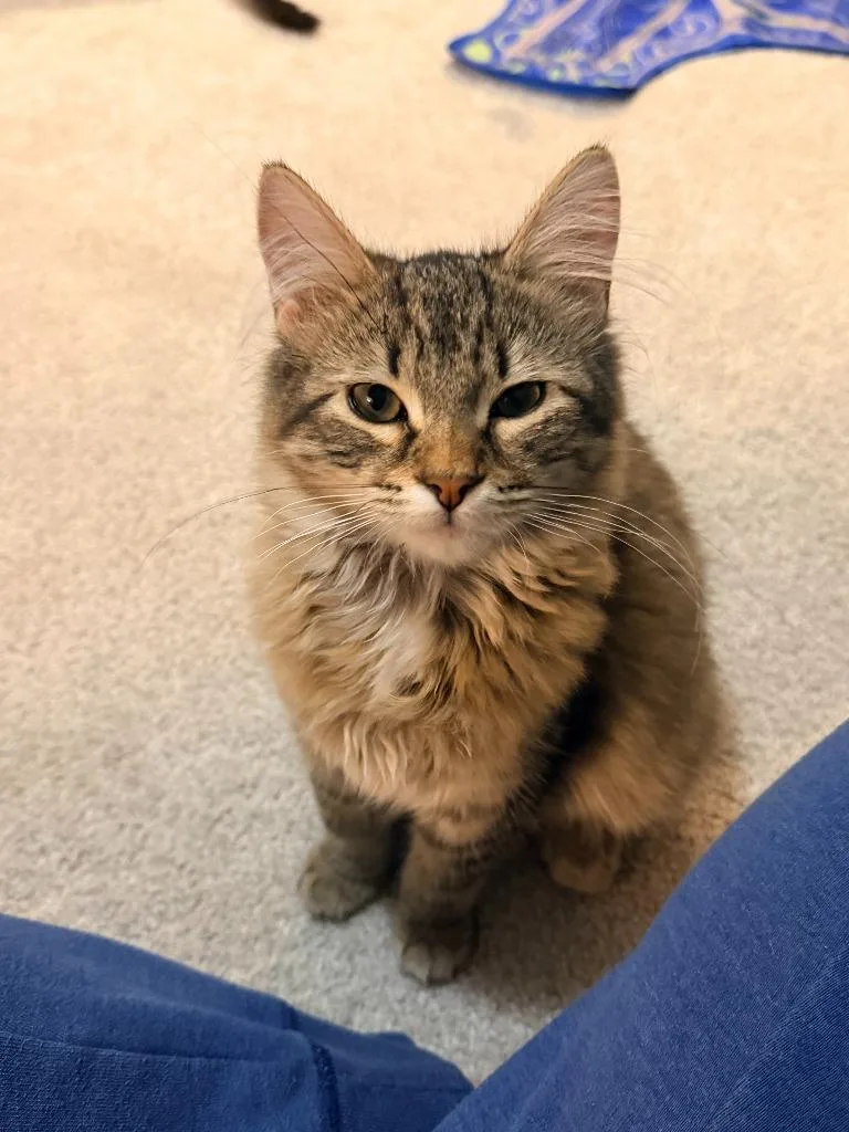 A baby small-sized female Domestic Short Hair cat named Astrid for adoption in Minneapolis, MN