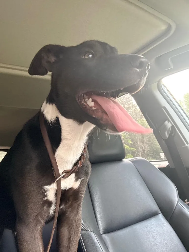 A baby medium-sized male Mixed Breed dog named Benson for adoption in Crandon, WI