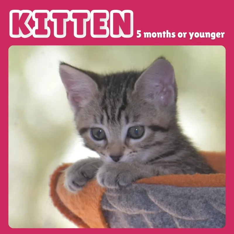 A baby small-sized female Brown / Chocolate Domestic Short Hair cat named Exxon for adoption in Gainesville, FL