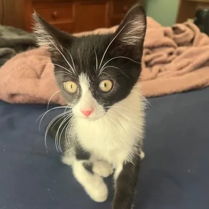 A baby small-sized female Domestic Short Hair cat named Darla Mae for adoption in Wheaton, IL