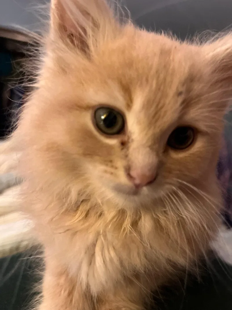 A baby medium-sized male Domestic Long Hair cat named The T Litter for adoption in Mattoon, IL