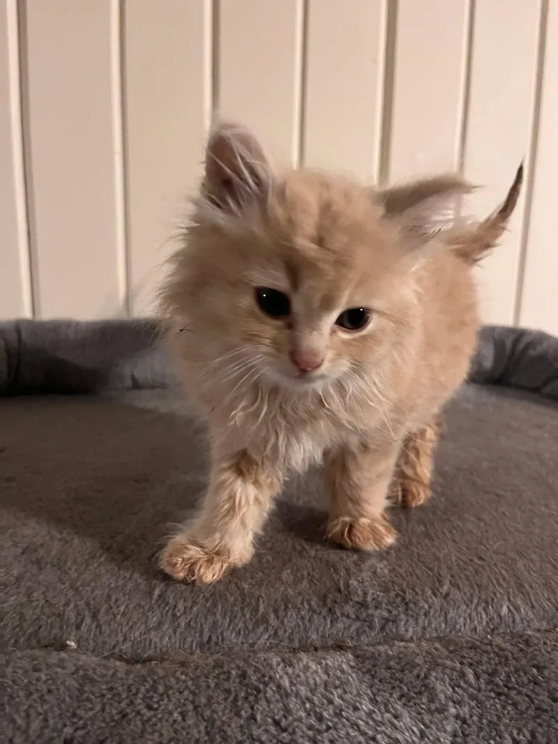 The T Litter  thumbnail 2