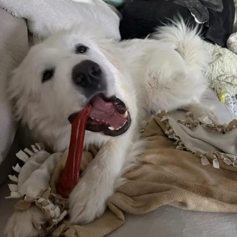 Jocko  Spencer thumbnail 2