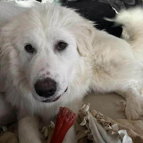 Jocko  Spencer thumbnail 3