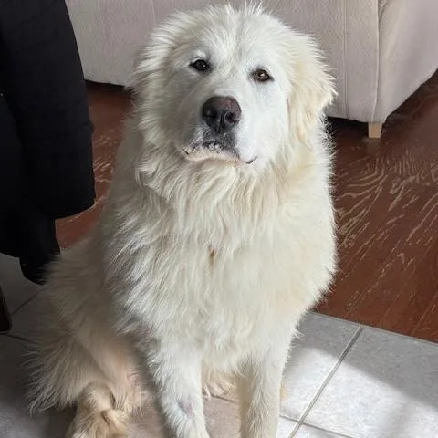 Jocko  Spencer thumbnail 5