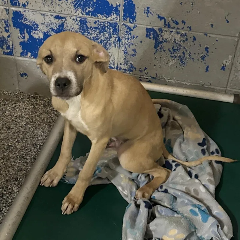 A baby small-sized male Yellow / Tan / Blond / Fawn Pit Bull Terrier dog named Ero for adoption in Beaumont, TX