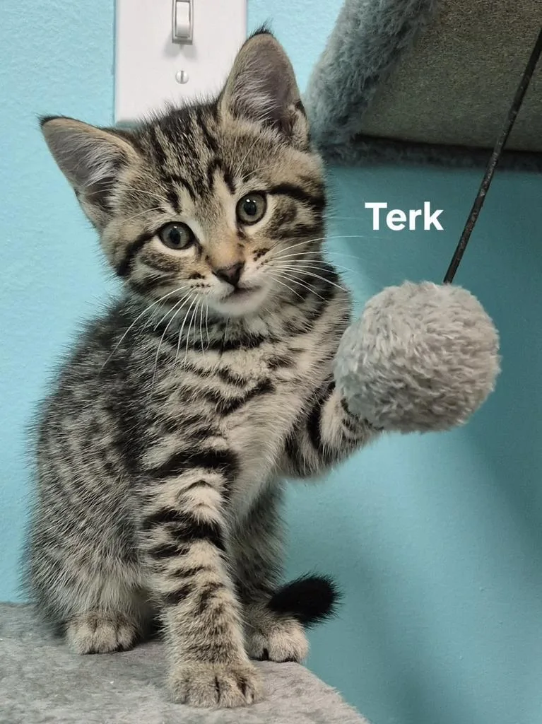A baby medium-sized male Domestic Short Hair cat named Terk for adoption in Kendallville, IN