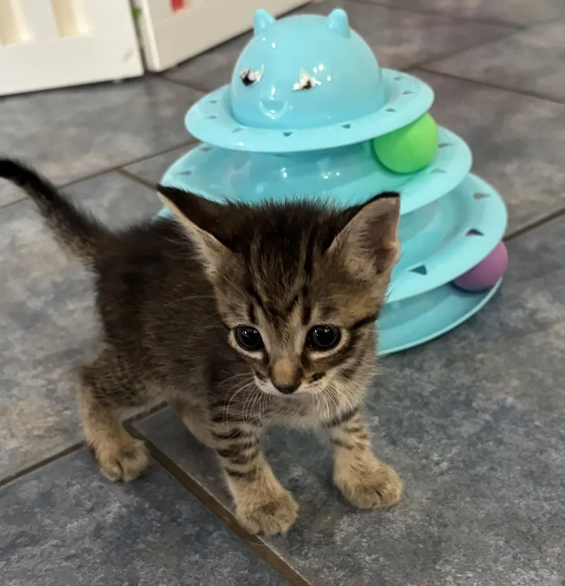 A baby medium-sized male Tabby cat named Ramen for adoption in Buford, GA