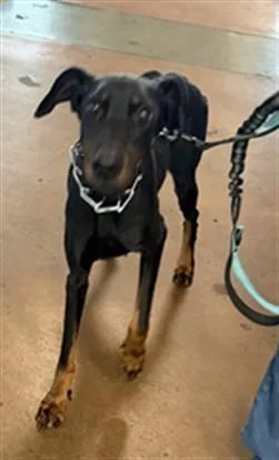 An adult medium-sized female Doberman Pinscher dog named Beva for adoption in Van Nuys, CA
