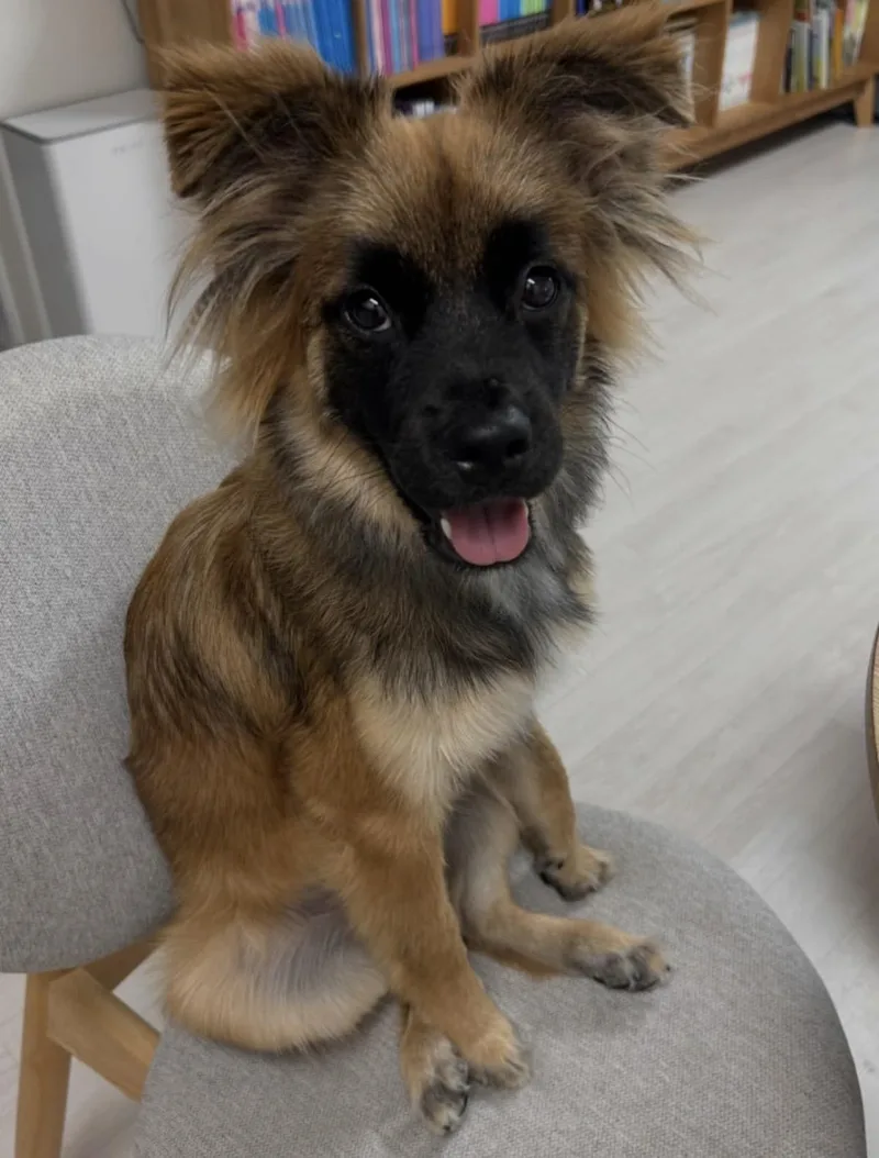 A young small-sized male Mixed Breed dog named Jjajang for adoption in San Jose, CA