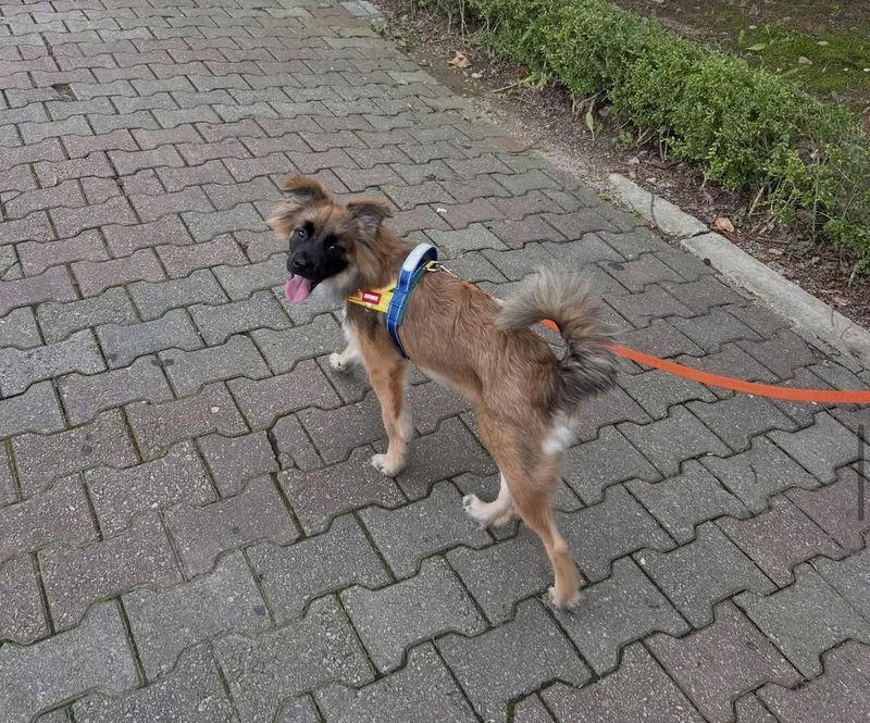 Jjajang thumbnail 3
