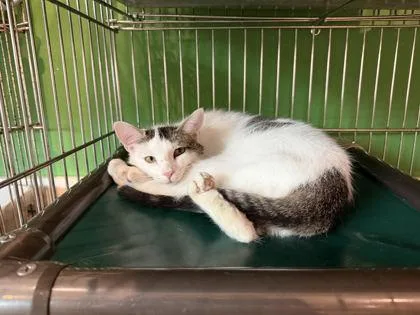 A baby small-sized female Domestic Short Hair cat named Cowgirl Pearl for adoption in Annapolis, MD