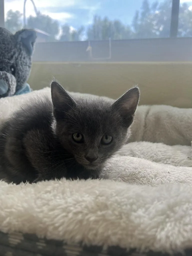 A baby medium-sized male Domestic Short Hair cat named Three Point Turn for adoption in Florence, SC