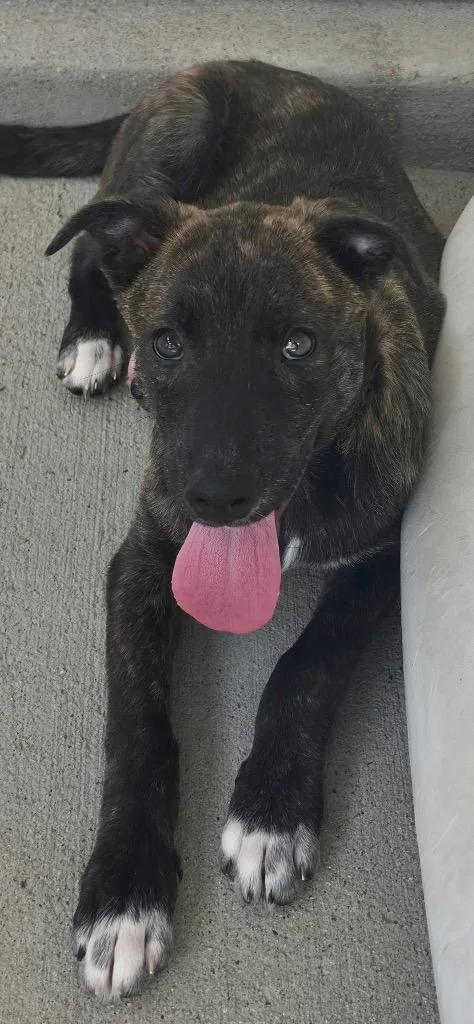 A baby medium-sized male Australian Cattle Dog / Blue Heeler dog named Chiffen for adoption in Fort Lupton, CO