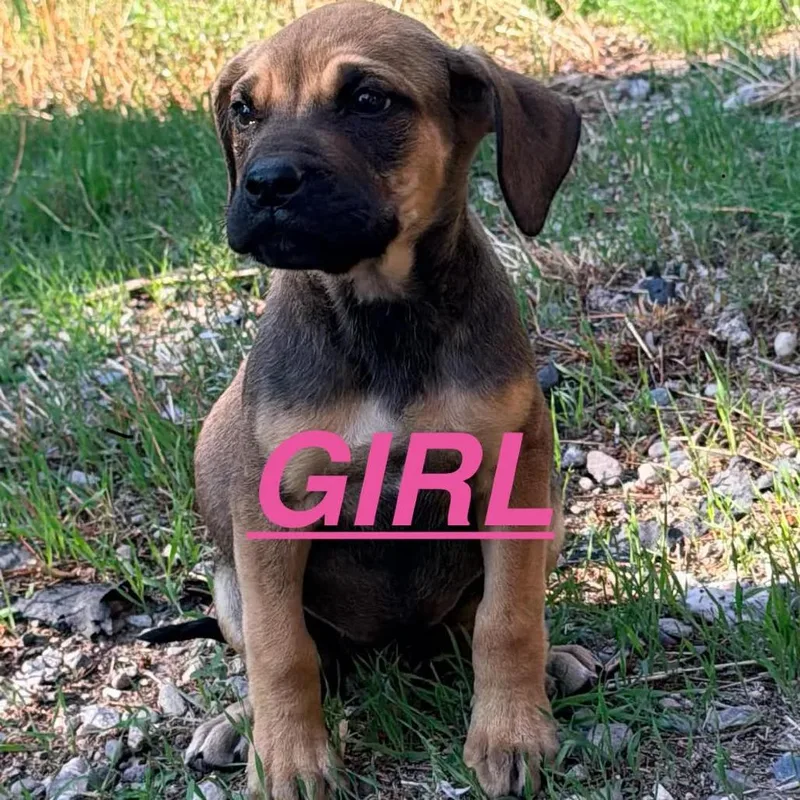 A baby large-sized female Apricot / Beige Mixed Breed dog named Lamby for adoption in Tacoma, WA